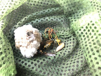 取り出されたアシナガバチの巣