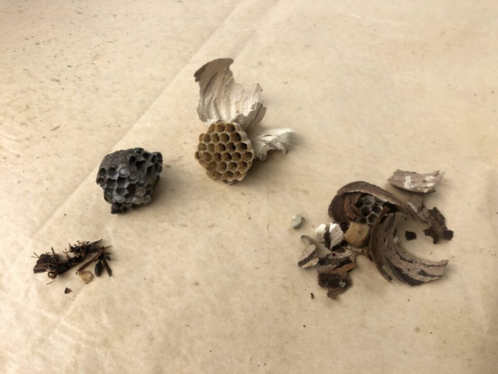駆除したスズメバチの巣とアシナガバチの巣
