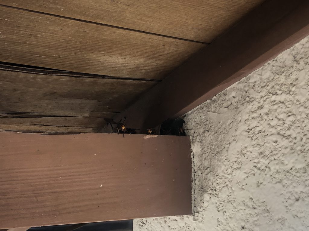 出入り口からモンスズメバチが出てきた画像