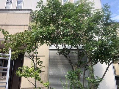 ハチに営巣された樹木の画像