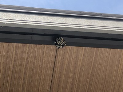 軒下の静まり返ったアシナガバチの巣の画像