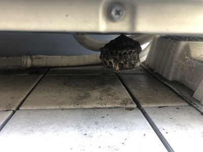 駆除されたアシナガバチの巣の画像