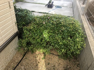植え込みを点検している画像