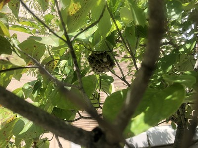 樹木の枝葉にぶら下がるアシナガバチの巣の画像