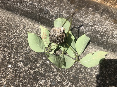 駆除されたアシナガバチの巣の画像