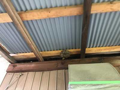 換気扇フードを養生シートで包み駆除に備える画像