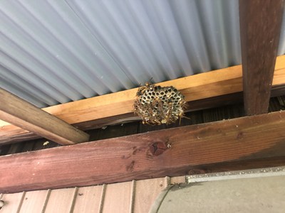 換気扇フードの上にさらに大きなアシナガバチの巣が見つかった画像