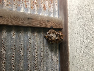 丸々と太ったアシナガバチの巣の画像
