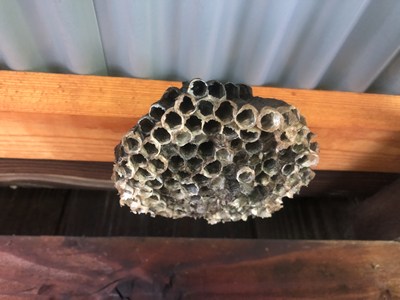 駆除されたアシナガバチの巣の画像