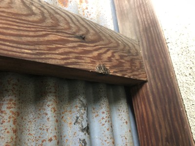 駆除後、巣跡を清掃した画像