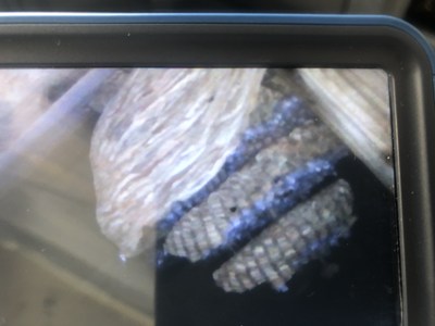 1か月後のモニターに映し出された巣の画像
