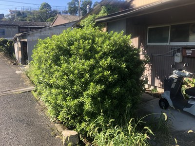 伸び放題の垣根の画像