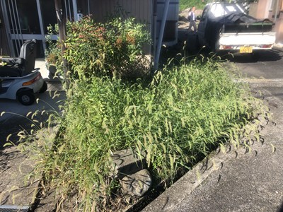 草刈り前の画像