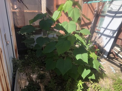 草刈り前の画像③