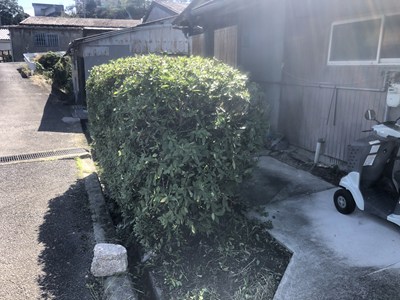 剪定後の垣根の画像