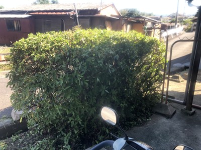 剪定後の画像
