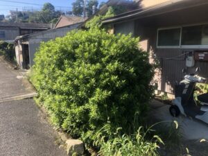 伸び放題の垣根、入り口付近に車いすの画像