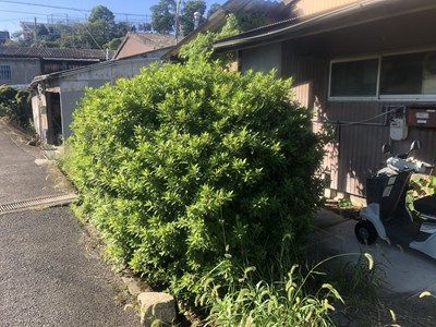 伸び放題の垣根、入り口付近に車いすの画像